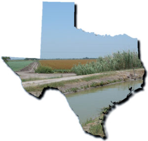 An outline of the State of Texas, containing an image of vegetation in the Rio Grande Valley.